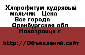 Хларофитум кудрявый мальчик › Цена ­ 30 - Все города  »    . Оренбургская обл.,Новотроицк г.